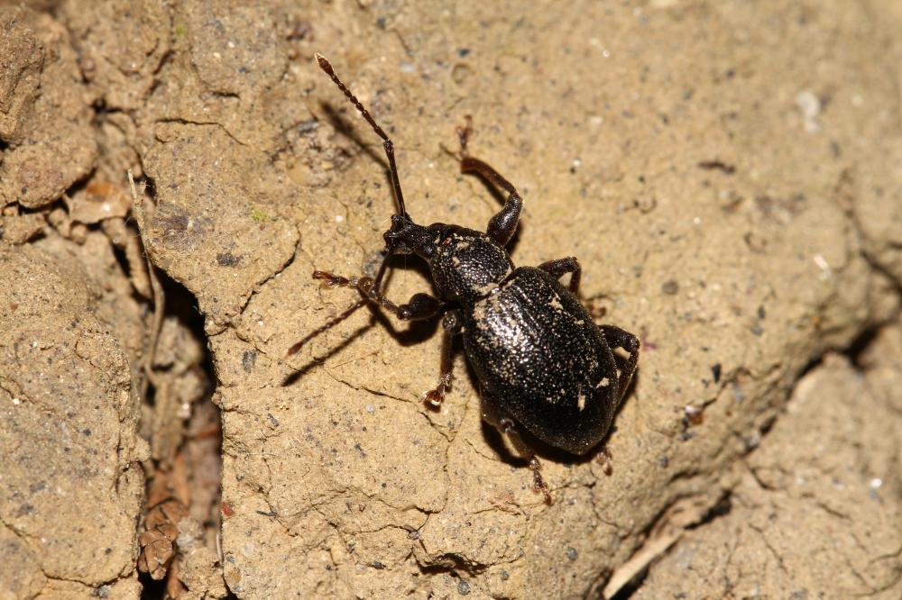 Le  sp. Otiorhynchus Germar, 1822 sp.