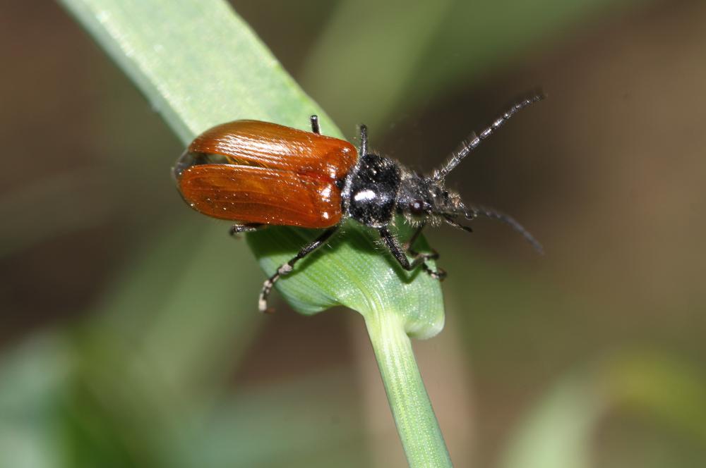 Le Omophlus orangé Omophlus lepturoides (Fabricius, 1787)