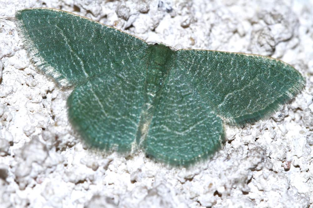 Phalène verte des Ombellifères (La) Phaiogramma etruscaria (Zeller, 1849)