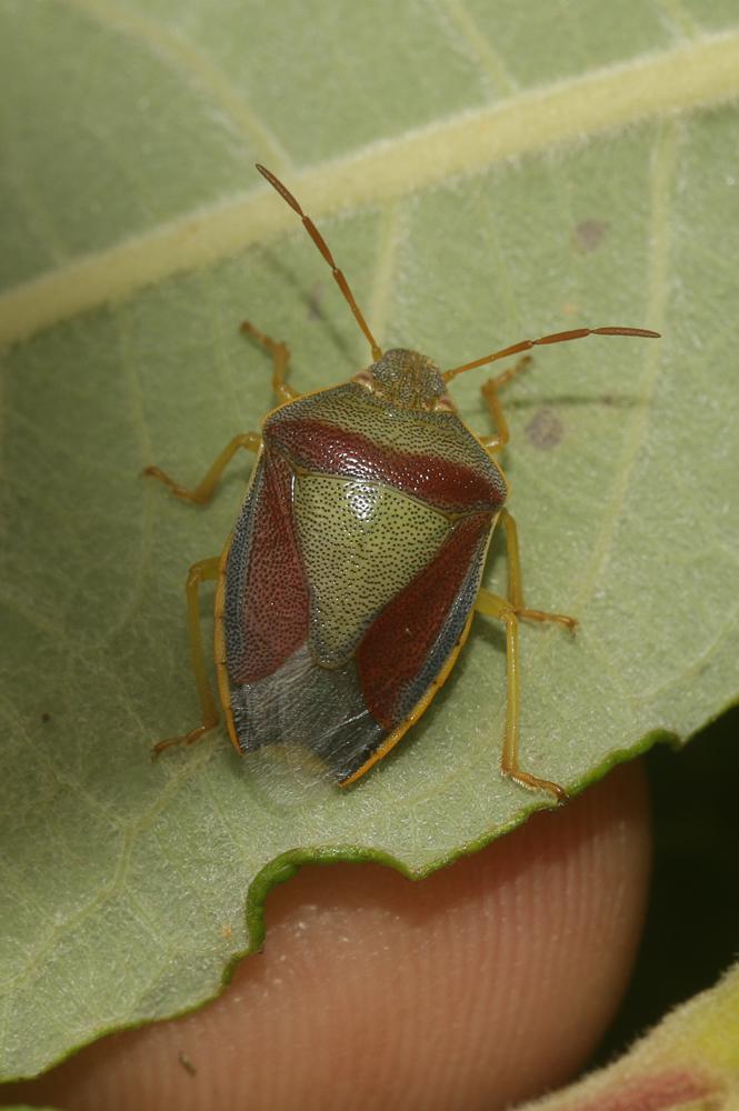 Le  Piezodorus lituratus (Fabricius, 1794)