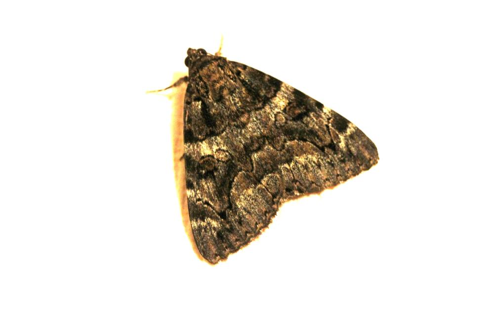 Le  sp. Catocala Schrank, 1802 sp.