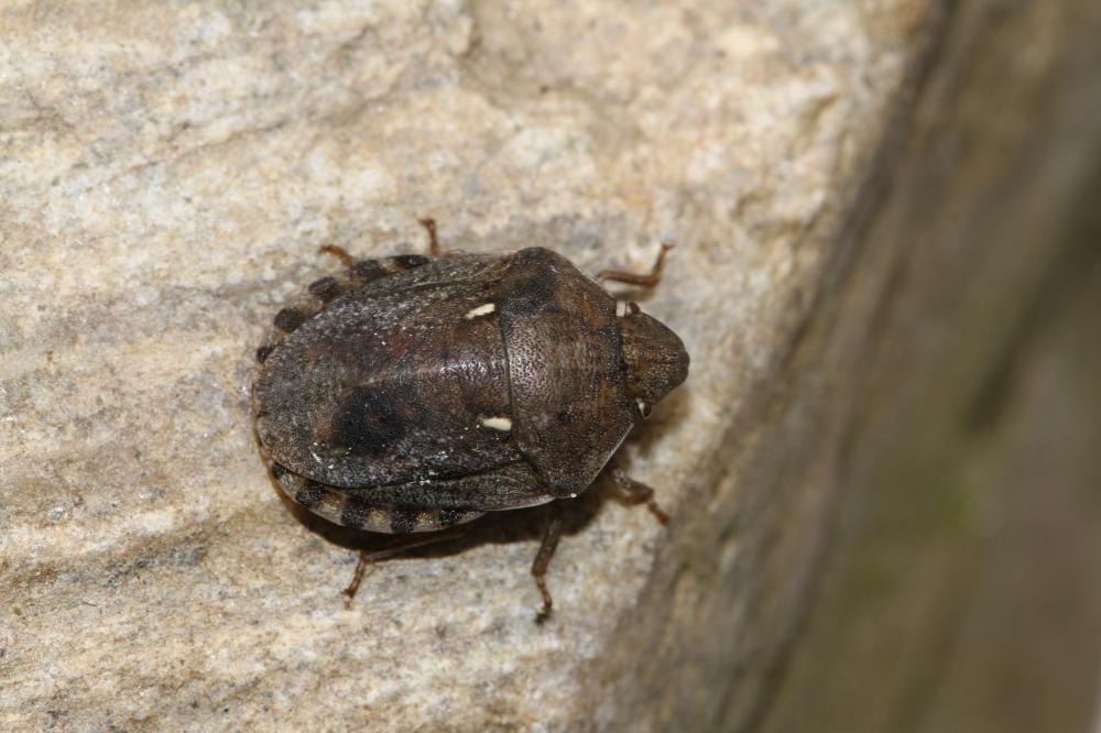 Le  Eurygaster maura (Linnaeus, 1758)