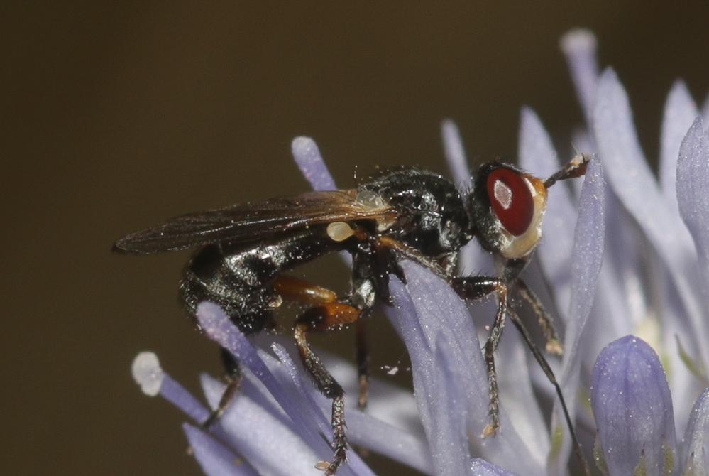 Le  sp. Thecophora Rondani, 1845 sp.