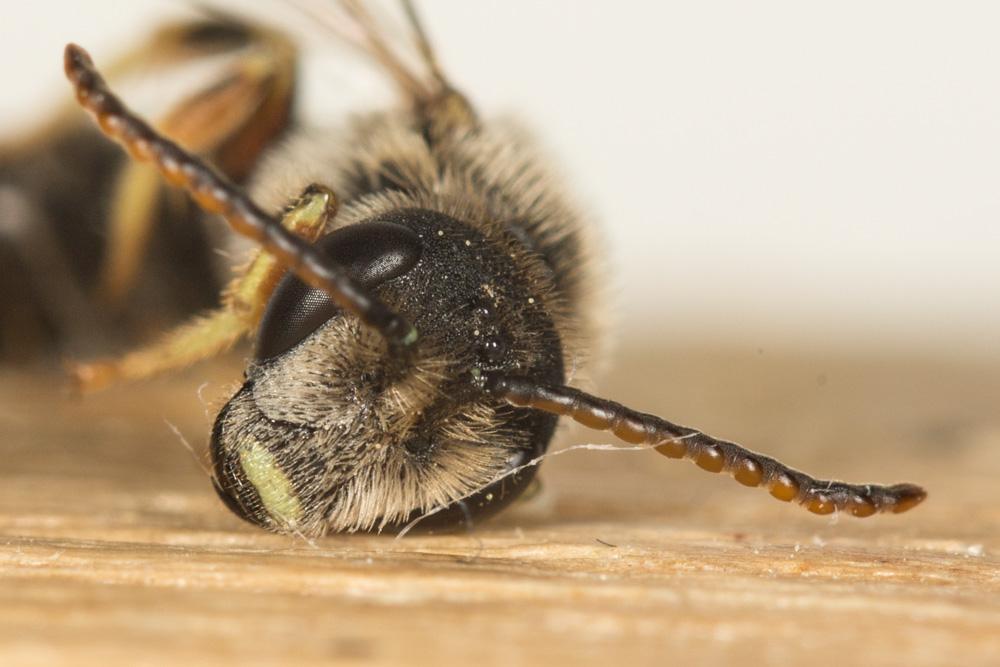 Halictus adjikenticus Blüthgen, 1923