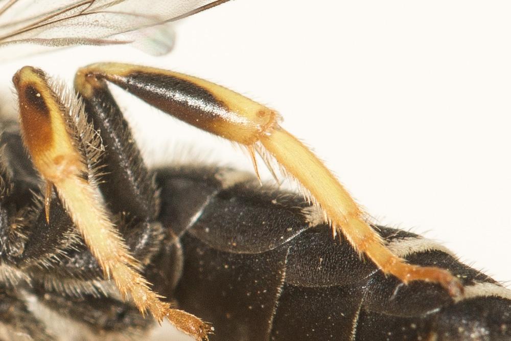 Halictus adjikenticus Blüthgen, 1923