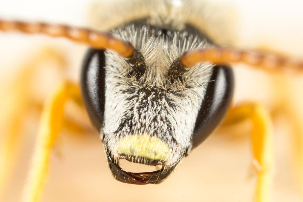 Halictus crenicornis Blüthgen, 1923