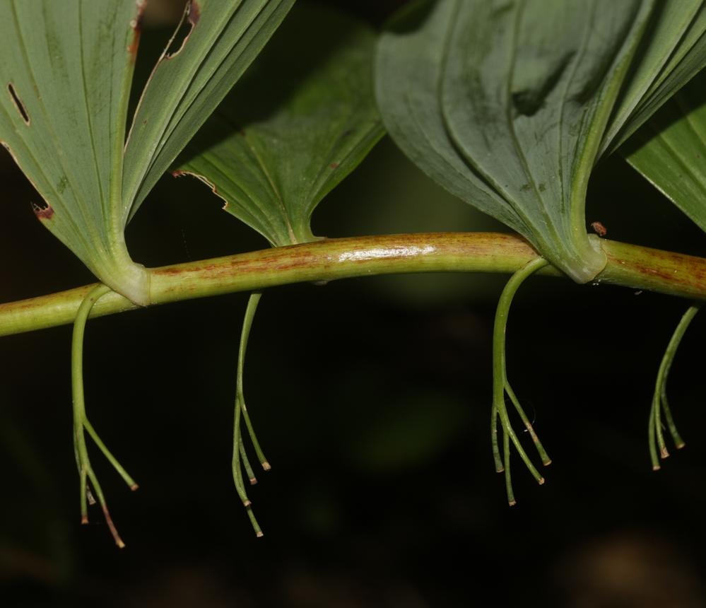 Sceau de Salomon multiflore, Polygonate multiflore Polygonatum multiflorum (L.) All., 1785