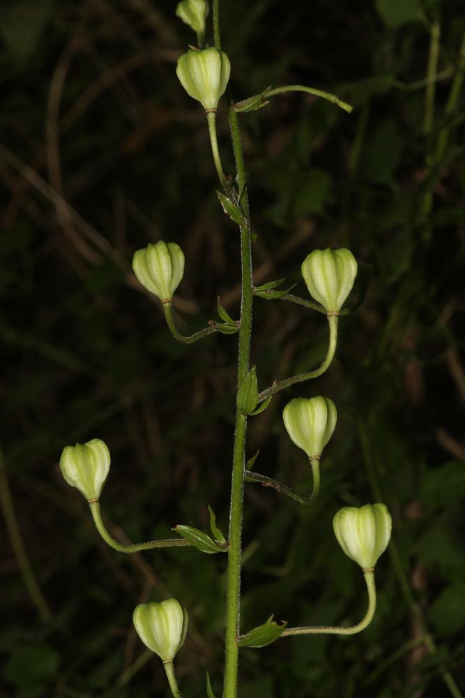 Lis martagon, Lis de Catherine Lilium martagon L., 1753
