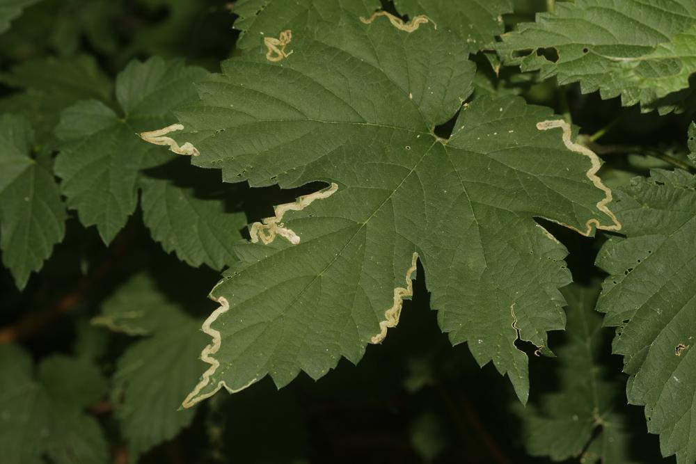  Agromyza flaviceps Fallén, 1823