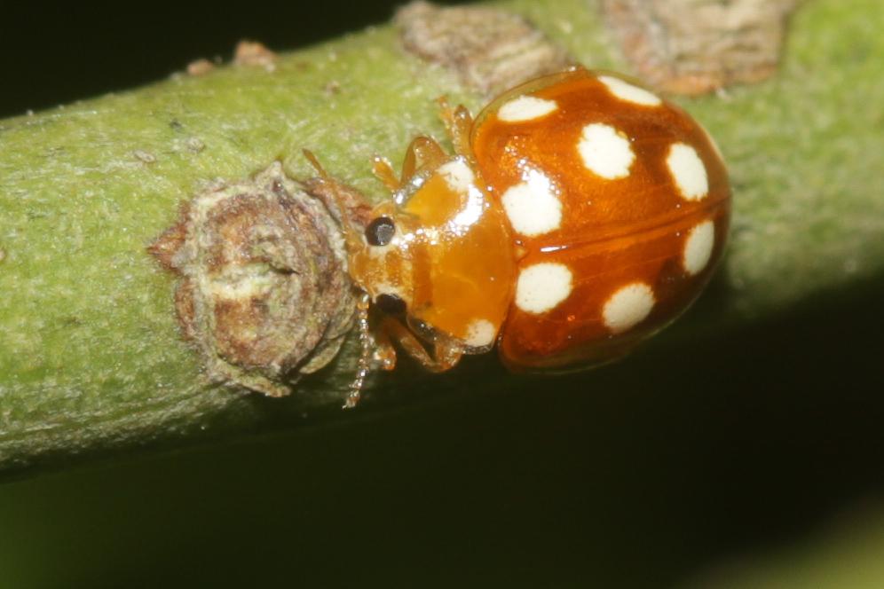  Vibidia duodecimguttata (Poda, 1761)