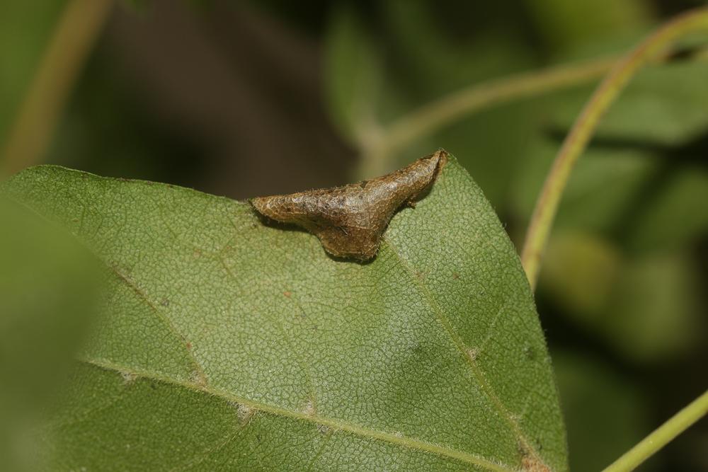  Phyllonorycter acerifoliella (Zeller, 1839)