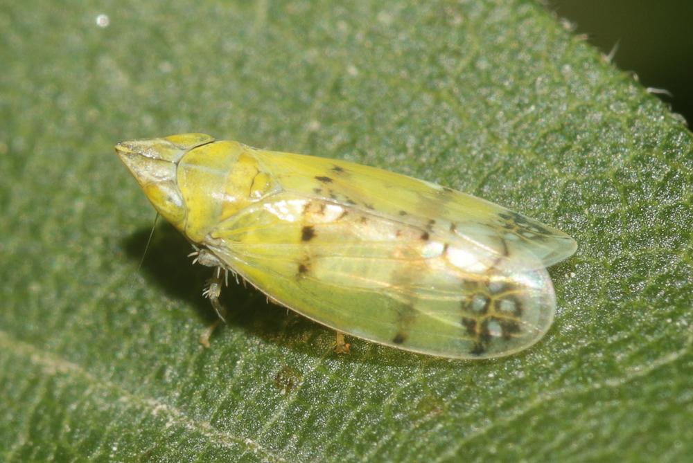Le  Japananus hyalinus (Osborn, 1900)