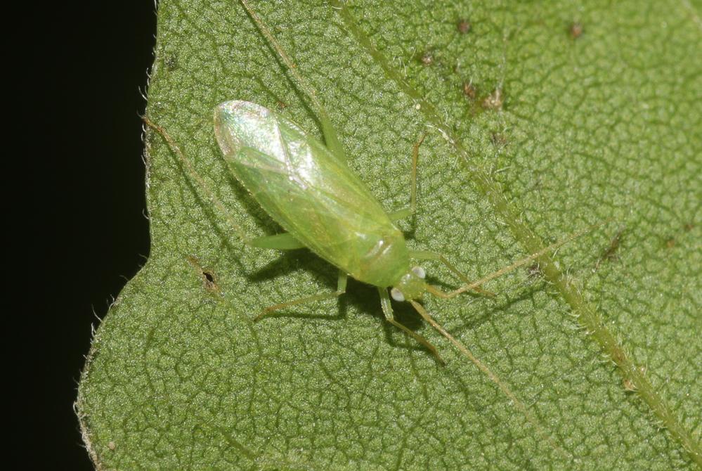  Orthotylus marginalis Reuter, 1883
