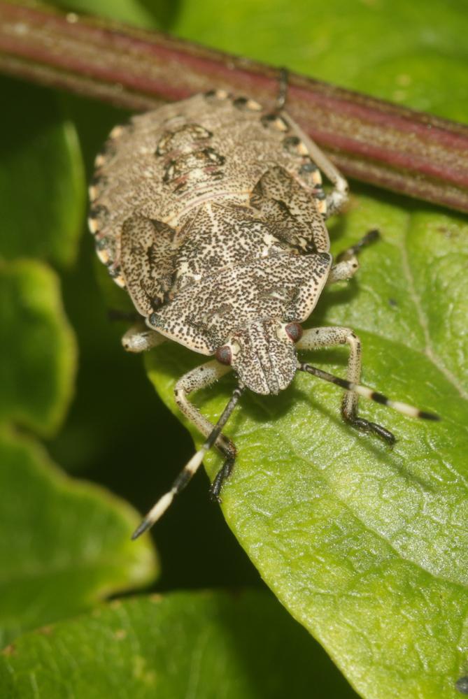Le Punaise nébuleuse, Punaise grise Rhaphigaster nebulosa (Poda, 1761)