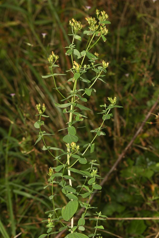 Le Millepertuis à quatre ailes, Millepertuis à quatre Hypericum tetrapterum Fr., 1823