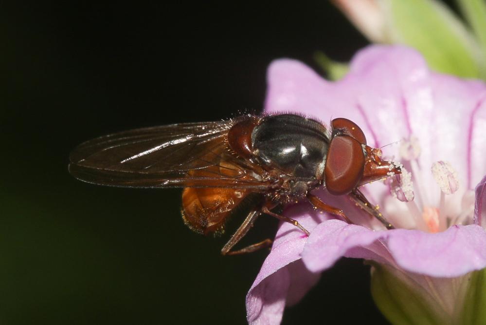 Rhingia rostrata (Linnaeus, 1758)