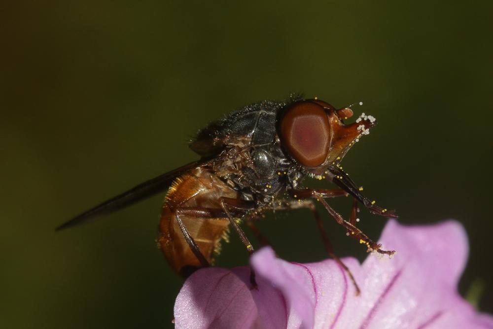 Rhingia rostrata (Linnaeus, 1758)