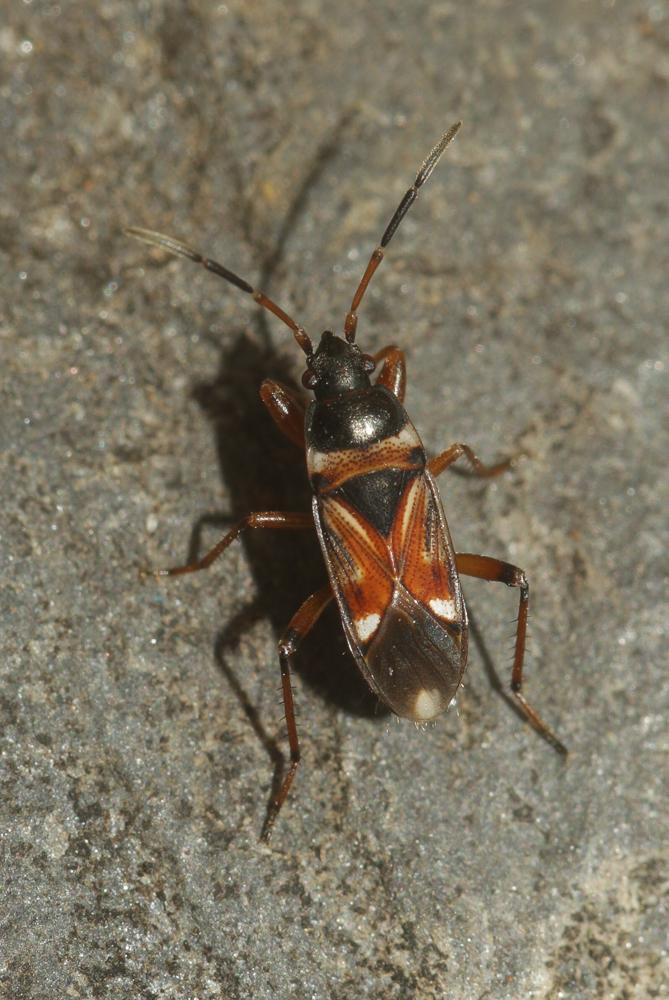 Le  Raglius alboacuminatus (Goeze, 1778)