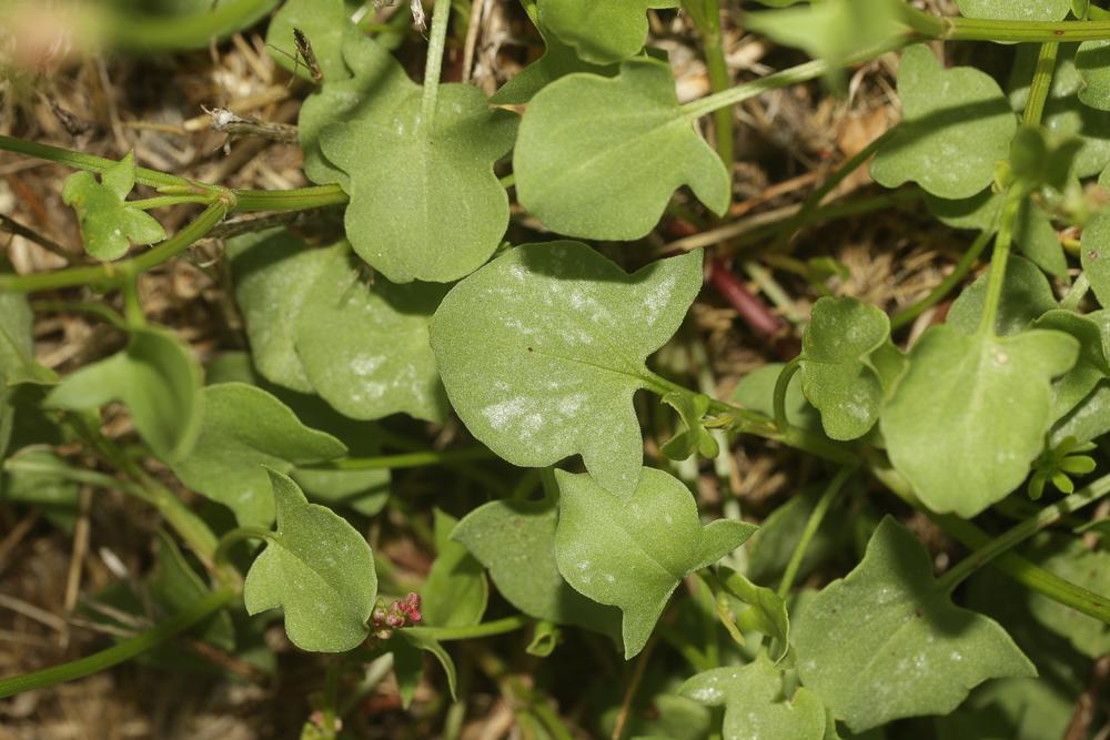 Oseille ronde Rumex scutatus L., 1753
