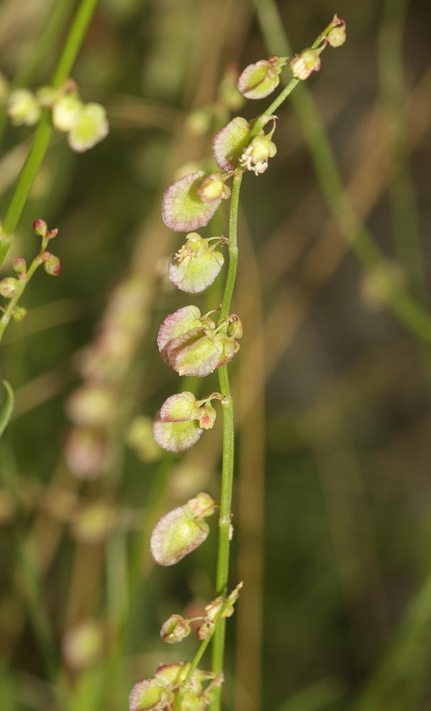 Le Oseille ronde Rumex scutatus L., 1753