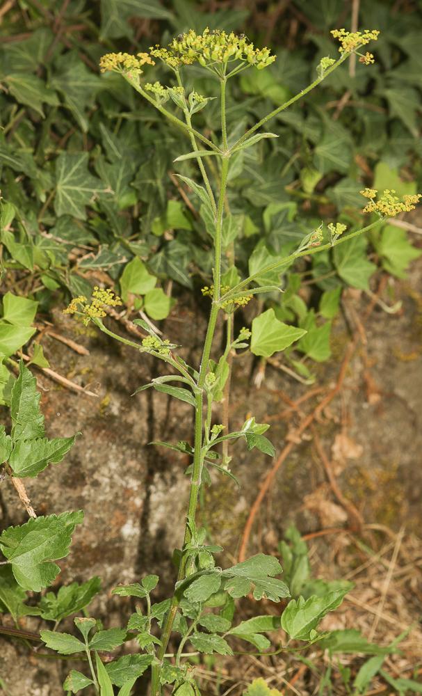 Panais cultivé, Pastinacier Pastinaca sativa L., 1753