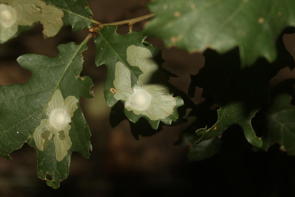  Tischeria ekebladella (Bjerkander, 1795)