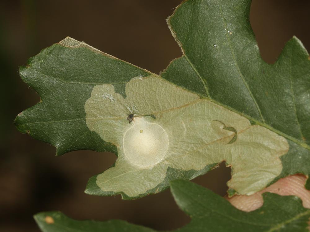  Tischeria ekebladella (Bjerkander, 1795)