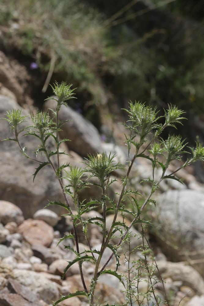 Carline commune, Chardon doré Carlina vulgaris L., 1753