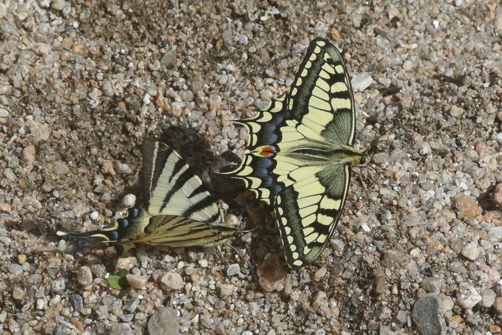Apollons Papilionidae Latreille, 1802