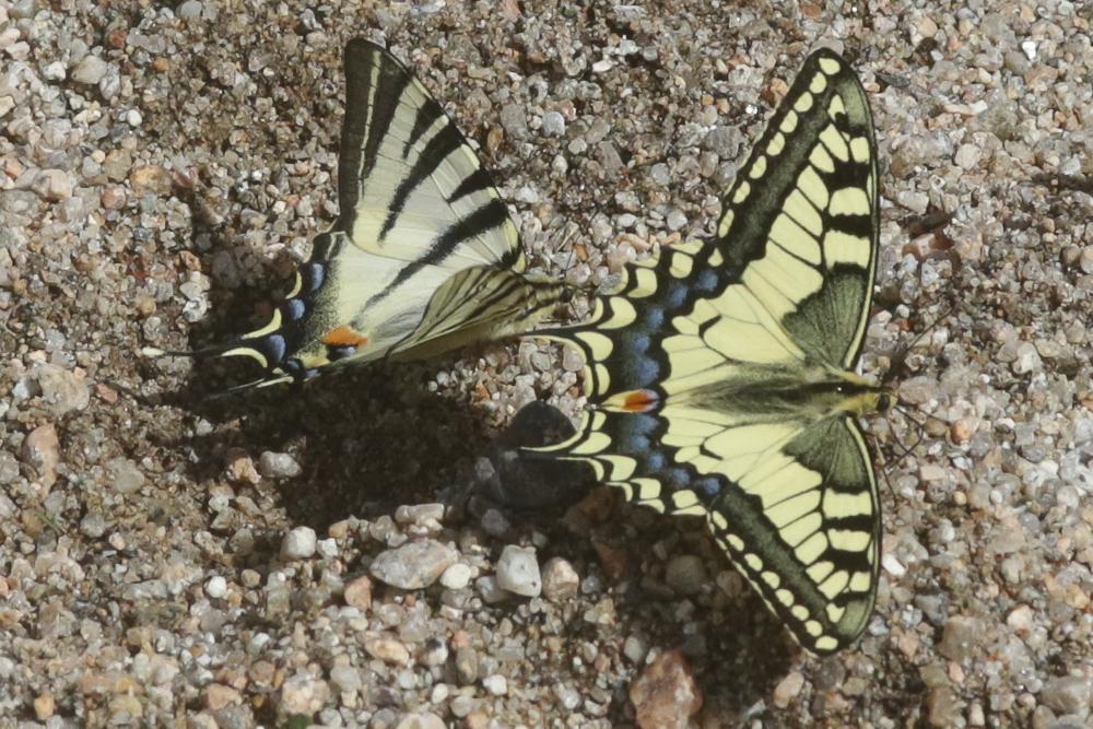 Apollons Papilionidae Latreille, 1802