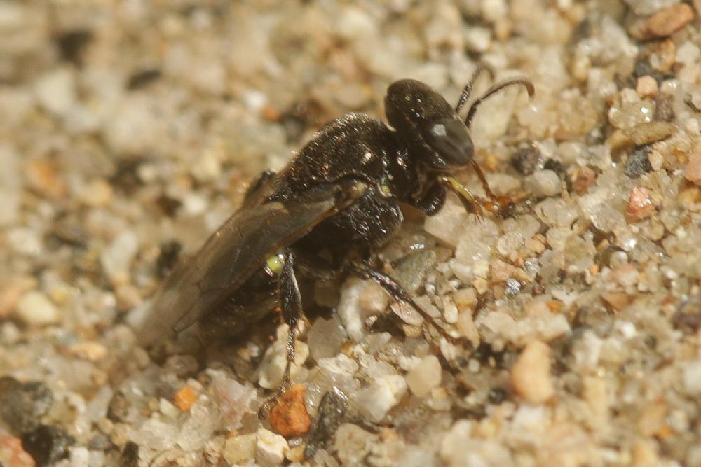 Oxybelus bipunctatus Olivier, 1812