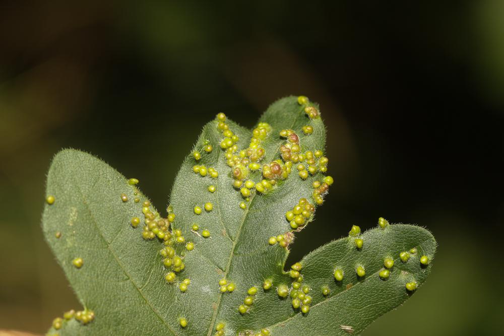 Aceria aceriscampestris (Nalepa, 1922)