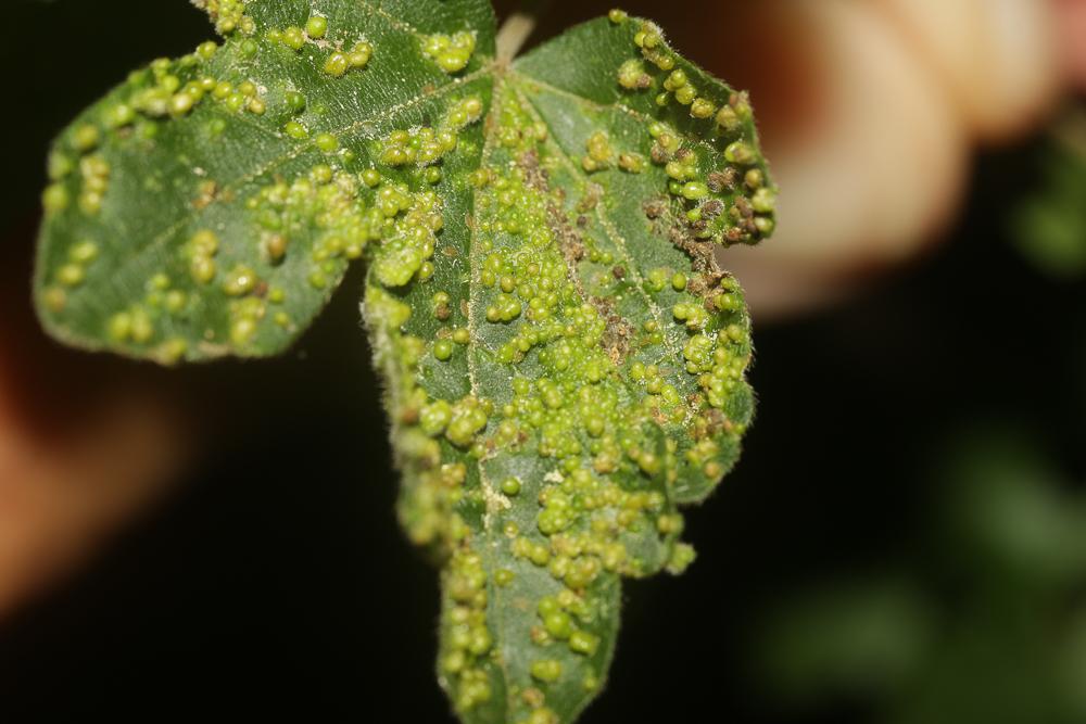Aceria aceriscampestris (Nalepa, 1922)