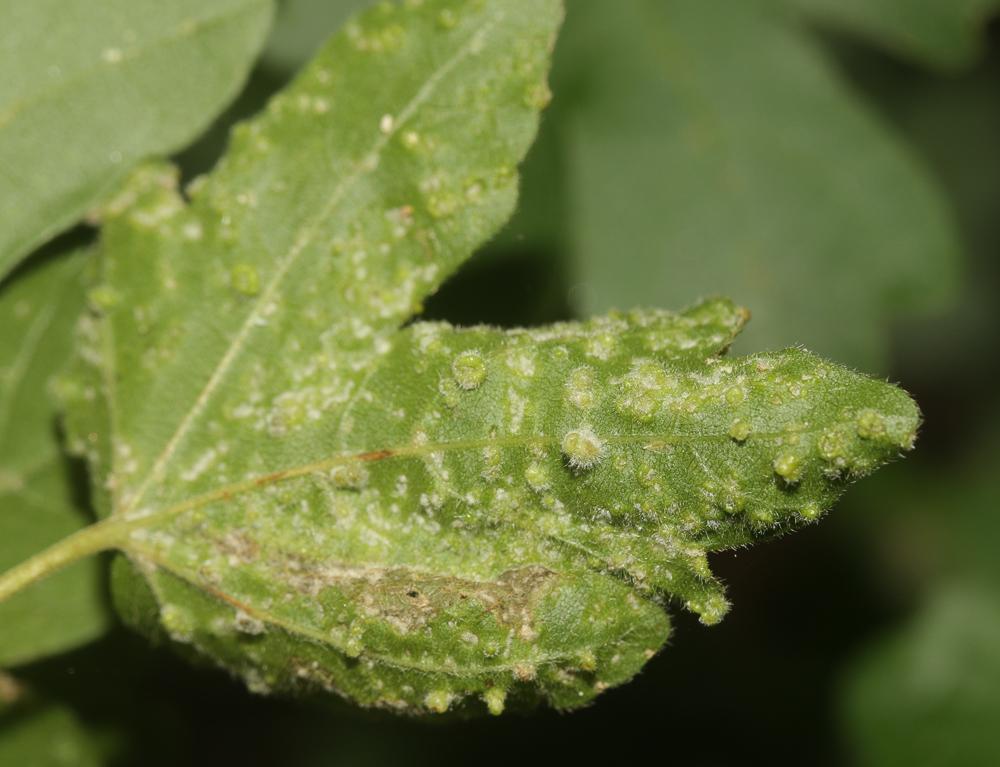 Aceria aceriscampestris (Nalepa, 1922)