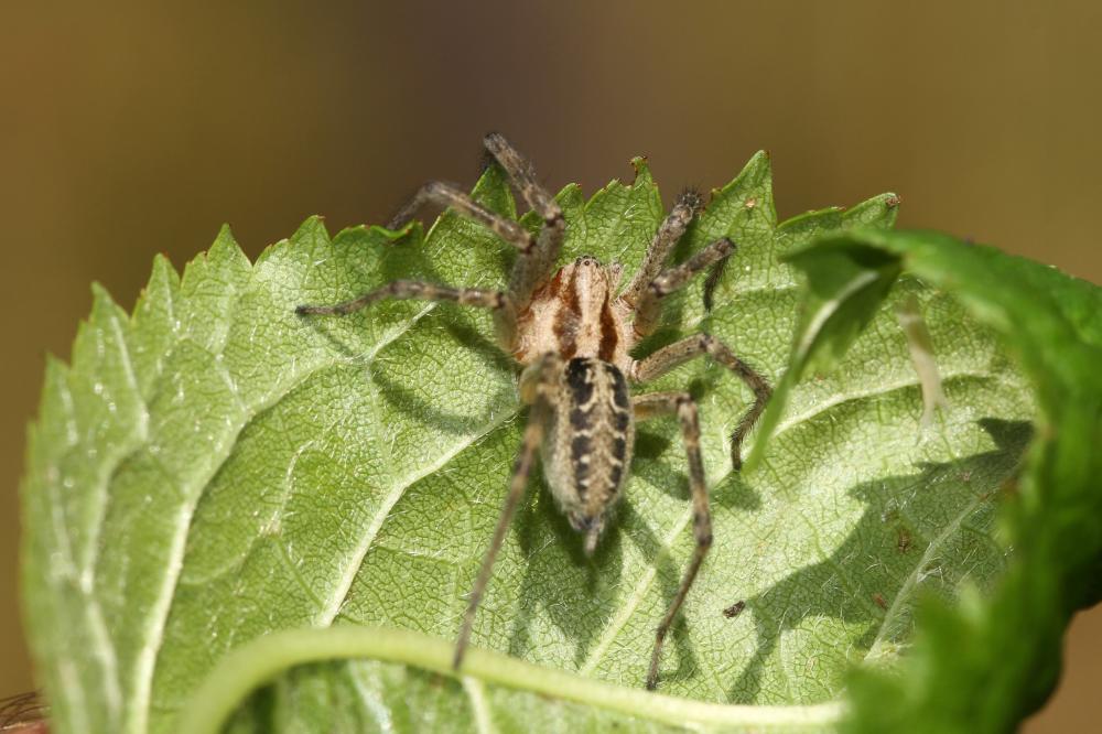 Le Agélène à labyrinthe Agelena labyrinthica (Clerck, 1758)