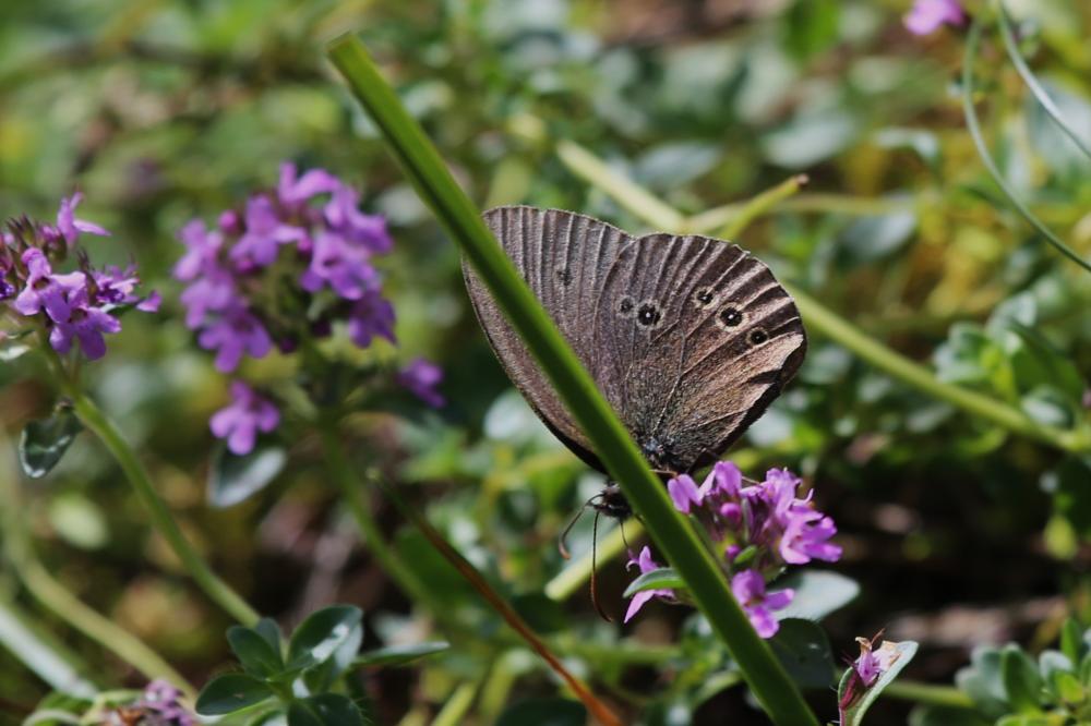 Le Tristan (Le) Aphantopus hyperantus (Linnaeus, 1758)