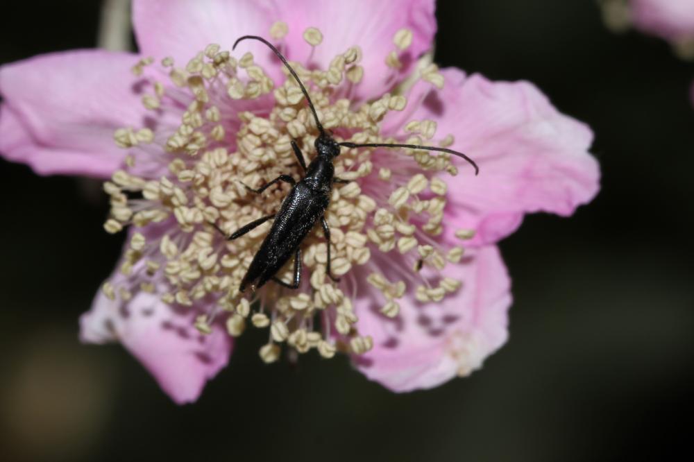 La Lepture noir Stenurella nigra (Linnaeus, 1758)