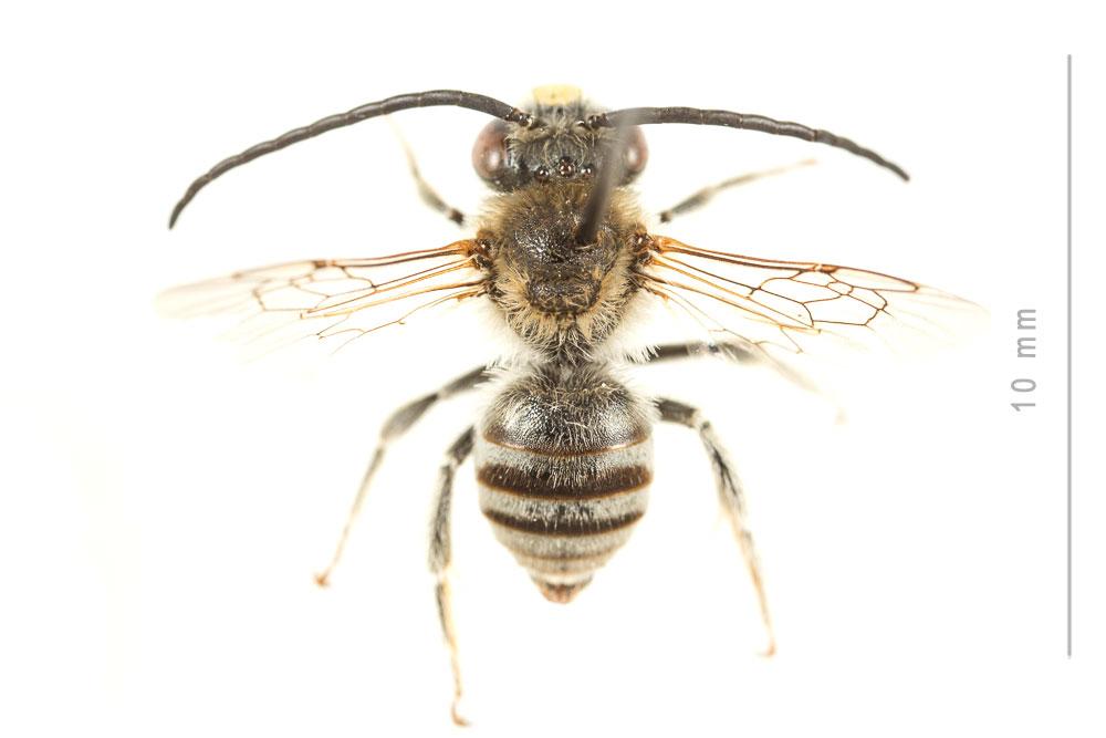 Eucère de la salicaire Tetraloniella salicariae (Lepeletier, 1841)
