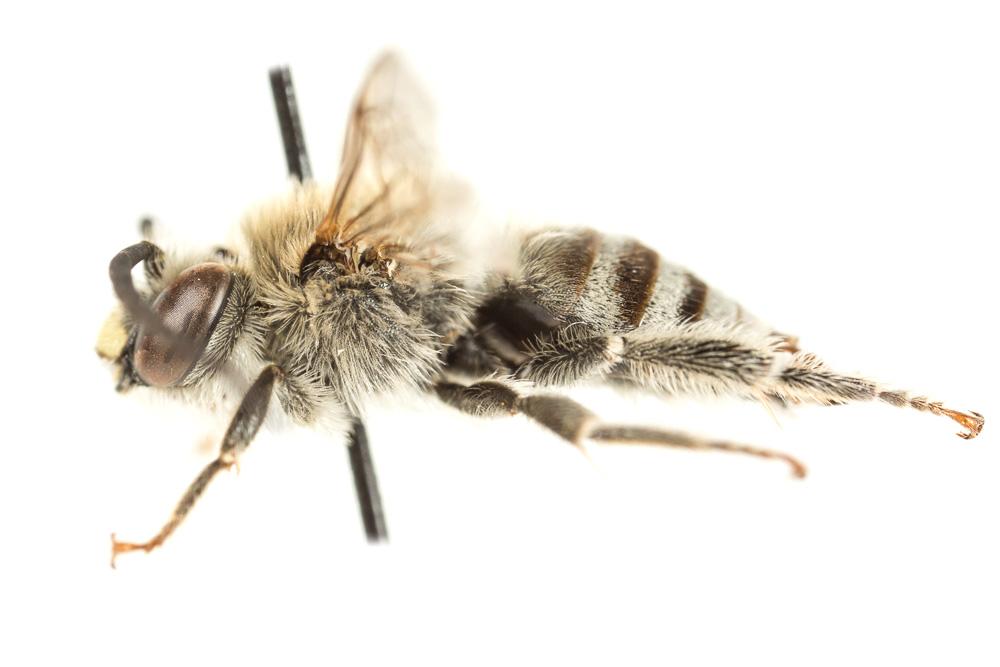 Eucère de la salicaire Tetraloniella salicariae (Lepeletier, 1841)