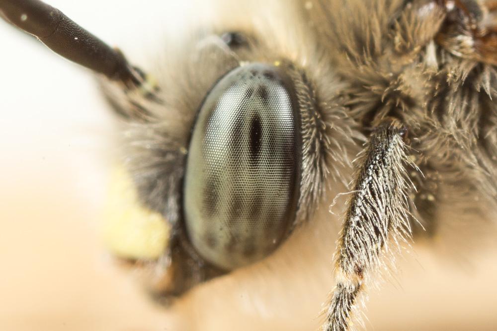 Eucère de la salicaire Tetraloniella salicariae (Lepeletier, 1841)