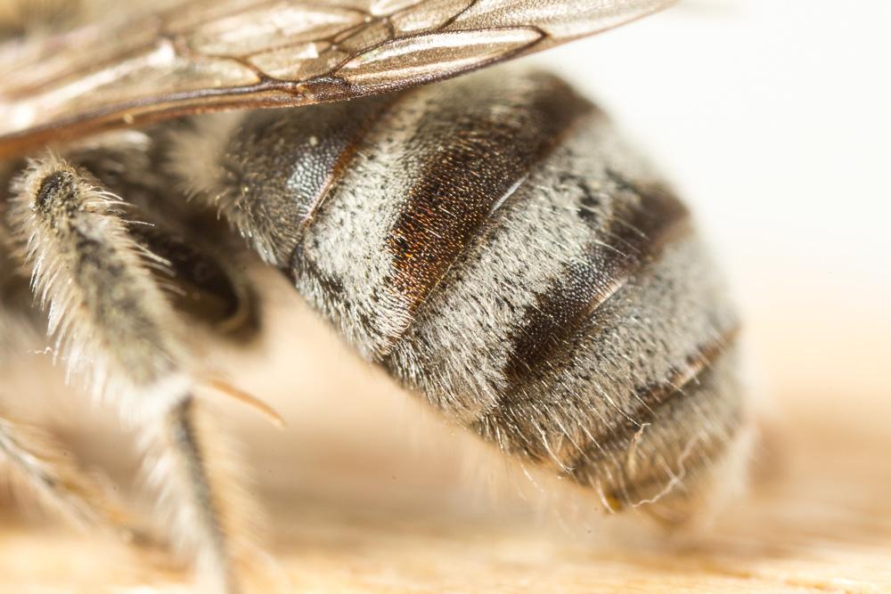 Eucère de la salicaire Tetraloniella salicariae (Lepeletier, 1841)