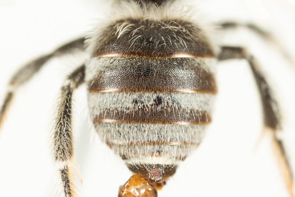 Eucère de la salicaire Tetraloniella salicariae (Lepeletier, 1841)