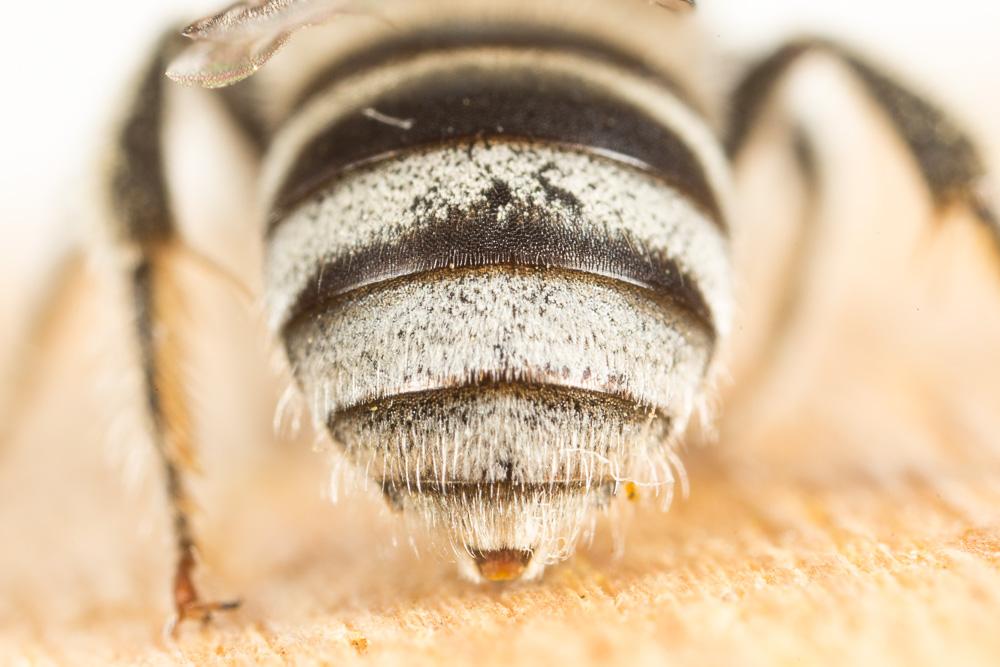 Eucère de la salicaire Tetraloniella salicariae (Lepeletier, 1841)