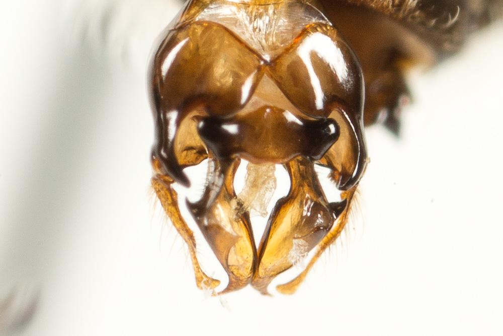 Eucère de la salicaire Tetraloniella salicariae (Lepeletier, 1841)