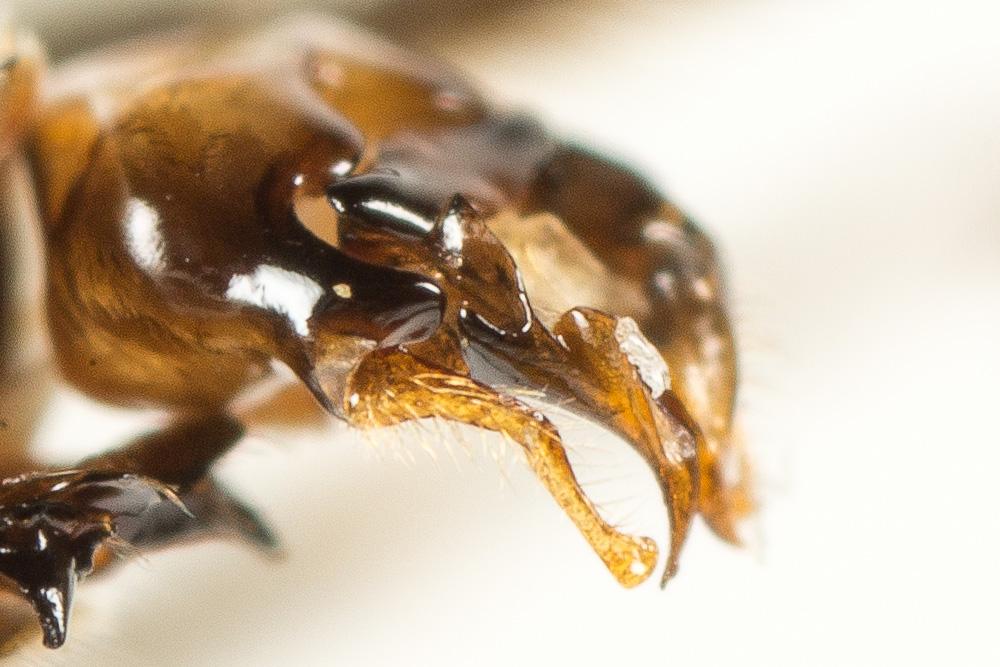 Eucère de la salicaire Tetraloniella salicariae (Lepeletier, 1841)