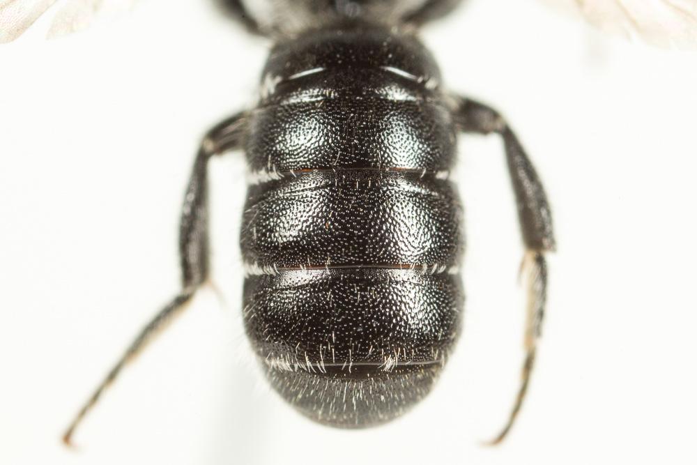 Le  Hoplitis leucomelana (Kirby, 1802)
