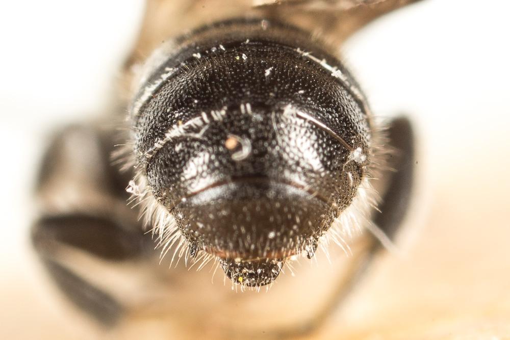  Hoplitis leucomelana (Kirby, 1802)