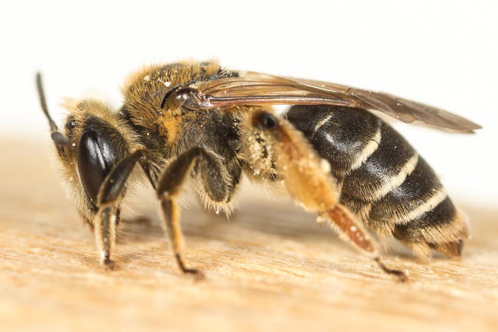  Andrena wilkella (Kirby, 1802)