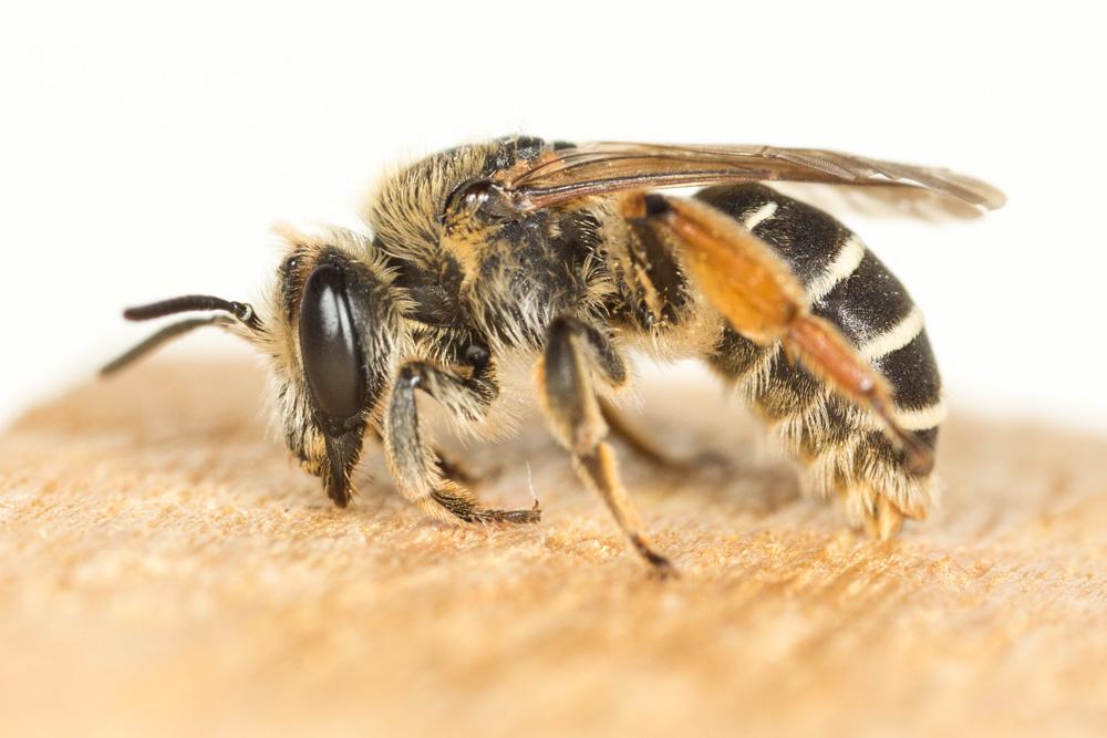  Andrena afzeliella (Kirby, 1802)
