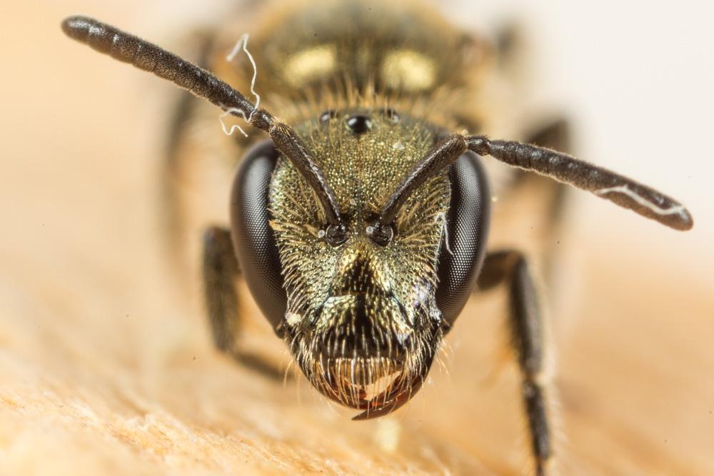 Lasioglossum nitidulum (Fabricius, 1804)